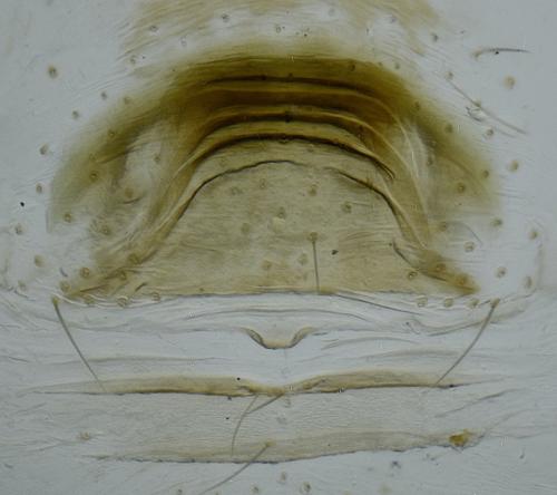 Réf. 273 608 : Spermophora senoculata